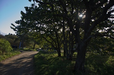Country Lane, Monhegan Country Lane, Monhegan